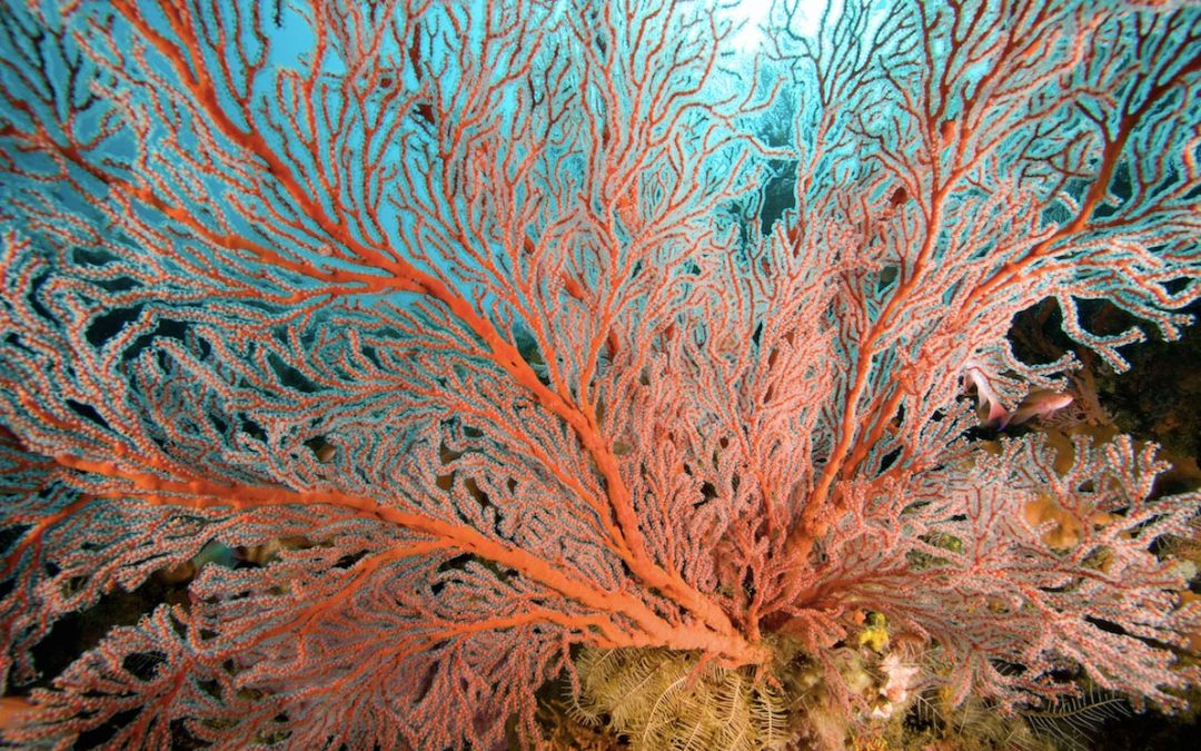 CORAL FOR THE WISDOM OF LOVE
